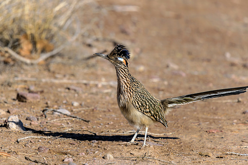 Roadrunner - Un lindo pájaro Greater Roadrunner de pie en medio de un camino del desierto. photo