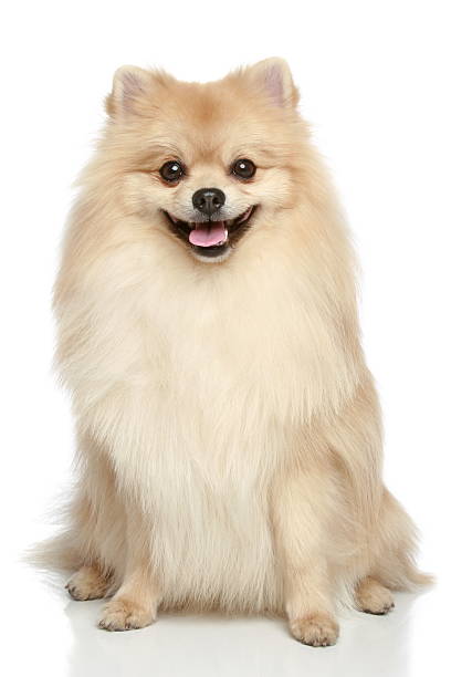 istock Pomeranian Spitz puppy on a white background 120737532