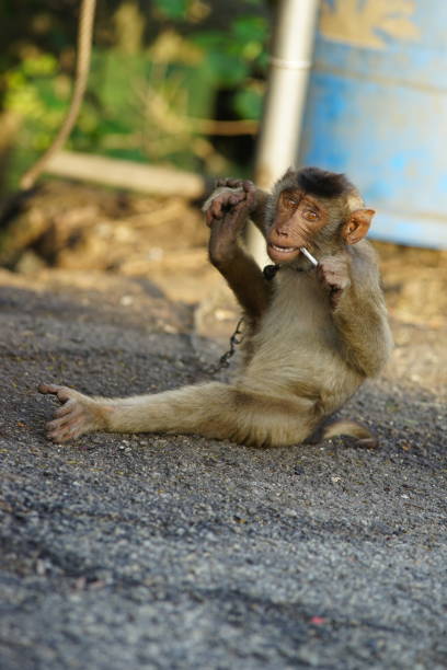 A pet monkey plays on its owner, Luannan County, Hebei Province, China