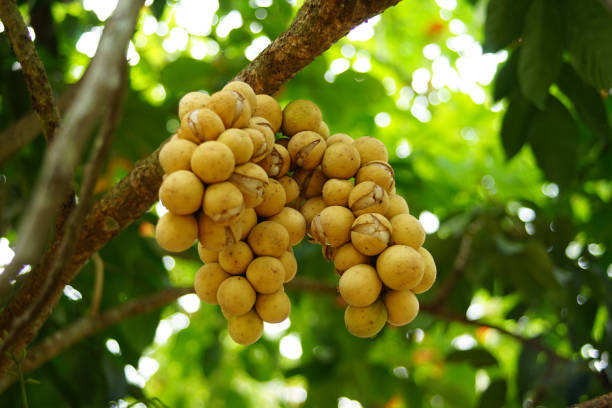 istock Ripe longkong on the tree. 1207375972