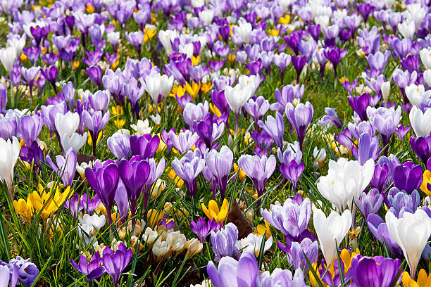 istock lot of Dutch spring crocus flowers 120737781