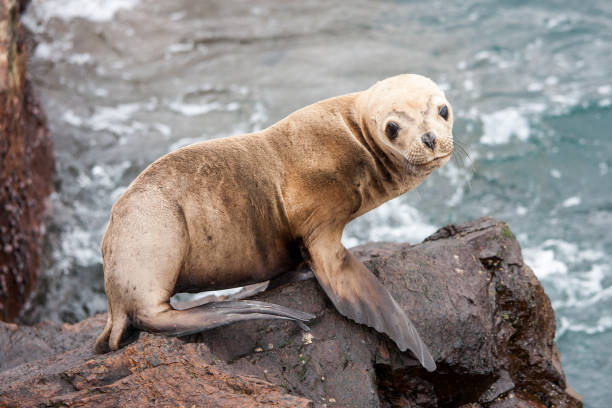 istock South American Sea Lion 1207378918
