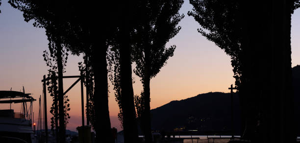 trees at a lakeshore at sunset
