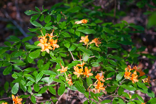 Wild Flame Azaleas (Rhododendron calendulaceum) blooming in the woods of Tennessee