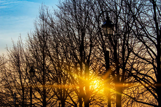 Golden light going through the trees
