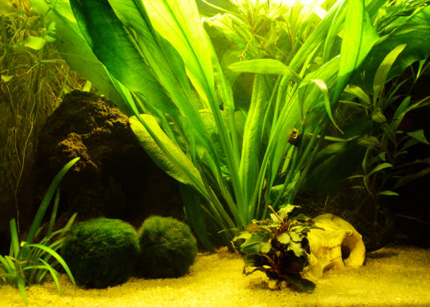 istock Aquatic plants and aquascaping 1207381104