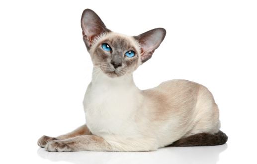 Oriental Blue-point siamese cat posing on a white background