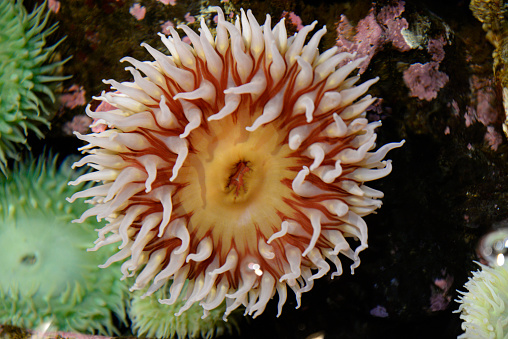 Close view of sea anemone in Oregon Coast Aquarium's \