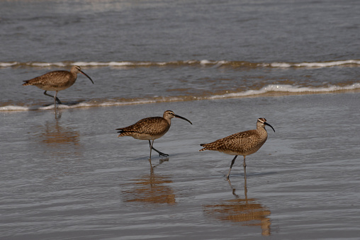 Whimbrel foraging in the surf along the central Oregon coast. in Yachats, OR, United States