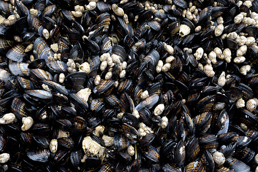 Mussels and barnacles exposed at low tide on Oregon coast. in Yachats, OR, United States