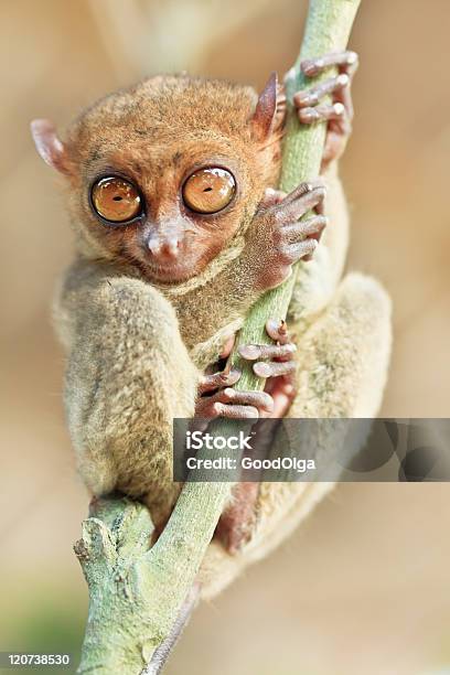 Photo libre de droit de Tarsier Phillipine banque d'images et plus d'images libres de droit de Asie - Asie, Bohol, Branche - Partie d'une plante