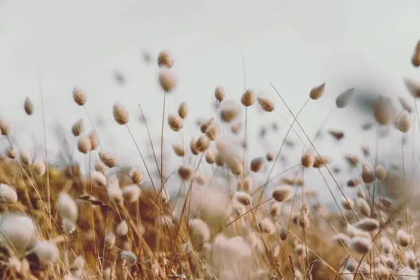 Photo of Bunny tails grass on vintage style; natura background