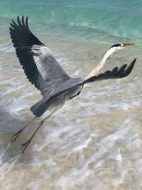 해변에서 이륙 하는 아름 다운 회색 헤론의 클로즈업 - 스톡 사진 - gray heron 뉴스 사진 이미지