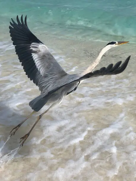 Close-up of Beautiful Grey Heron Taking Off from Shore