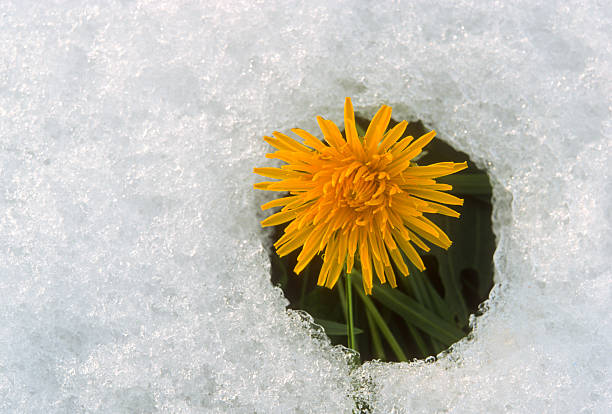 fleur de fleur dans la neige - dandelion snow photos et images de collection