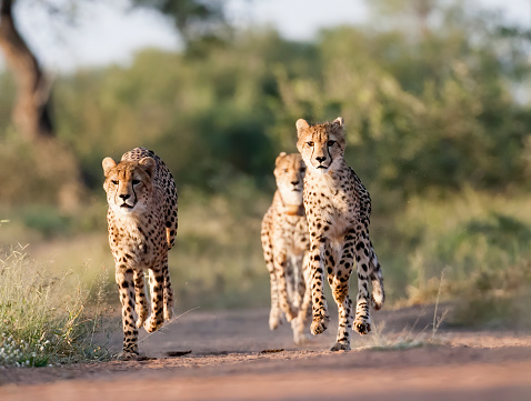 Three Cheetahs running. Taken in South Africa