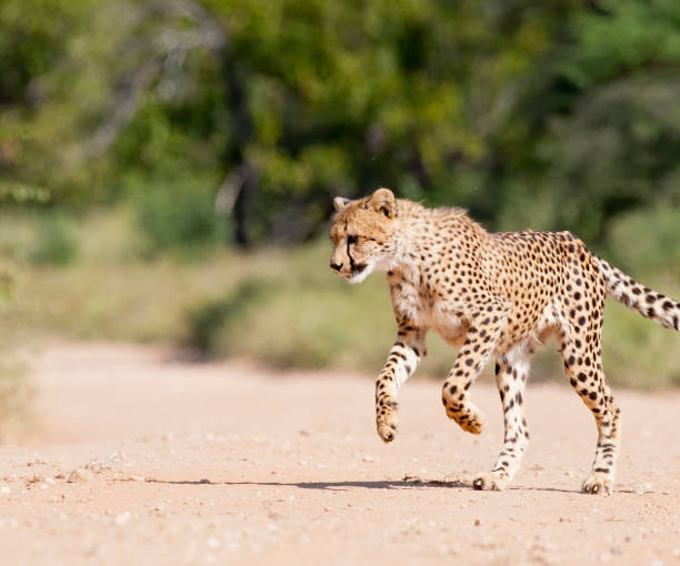 istock Cheetah in Motion Stock Photo 1207389517