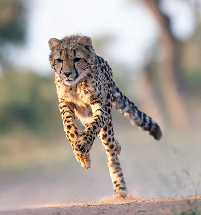 Cheetah Running Stock Photo photo