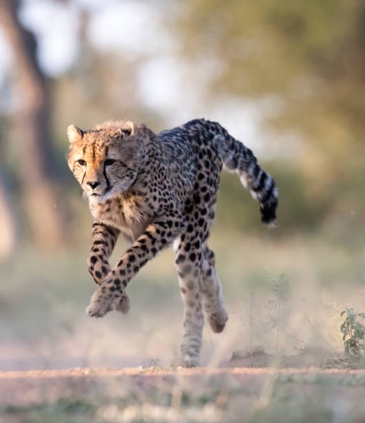 istock Cheetah Running Stock Photo 1207389540