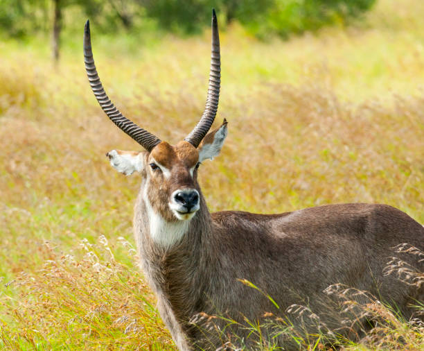 Close-up of a beautiful antelope in the wild