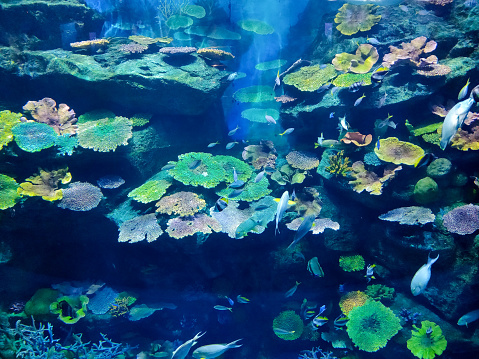 Various types of fishes in a giant aquarium