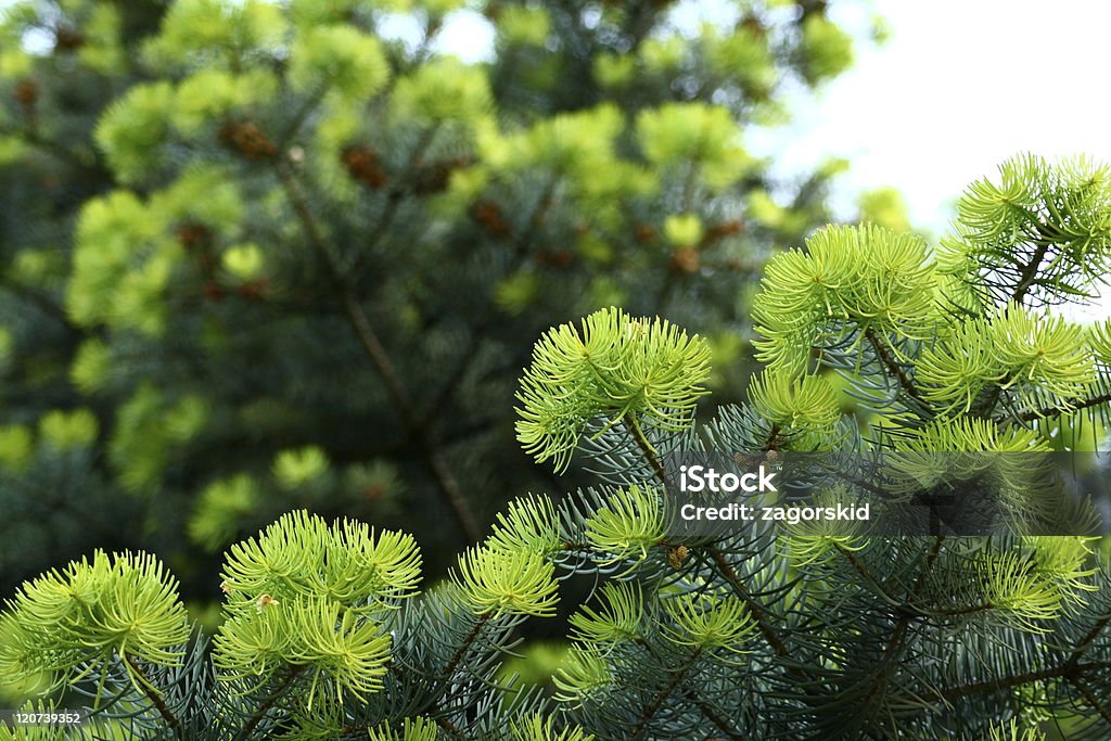 spruce - Photo de Aiguille - Partie d'une plante libre de droits