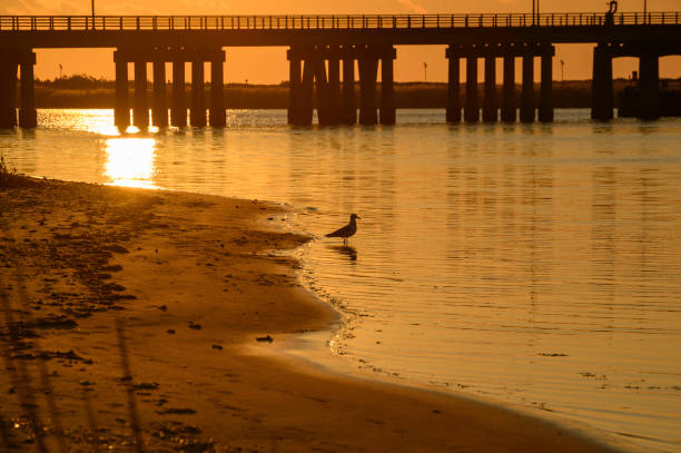 Sea gull on beach during sunrise at Smith Point Marina, Shirley NY.