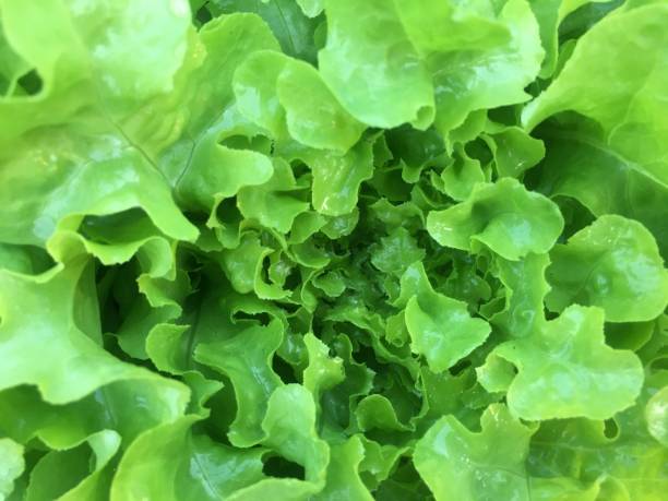 istock Green vegetables in the field 1207395824