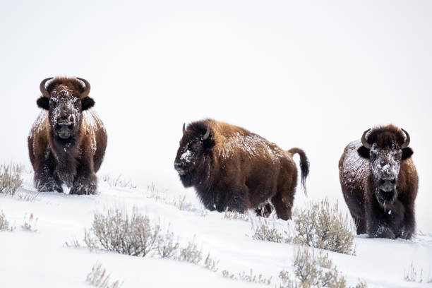 istock Buffalo in Winter Snow 1207396757