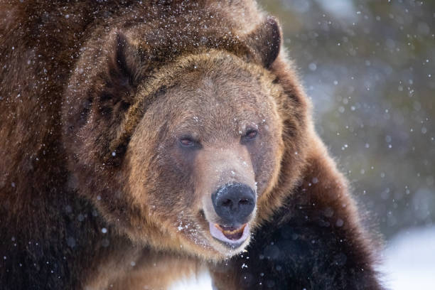istock Grizzly Bear Close-up in Winter Snow 1207396768