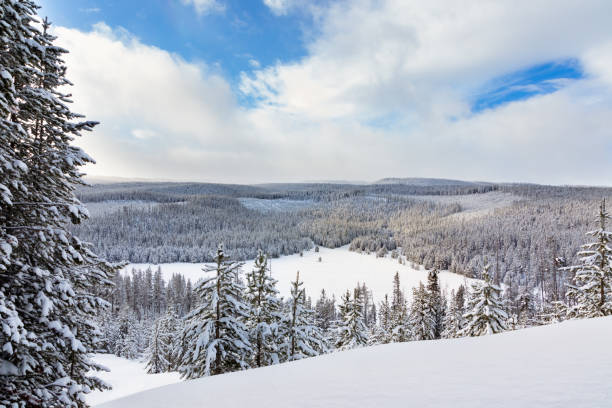 Valley of Snow Covered Pines in Winter. Gallatin National Forest, Montana.