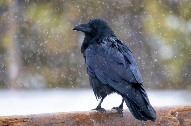 Comon Raven (Corvus corax ) perched on a log in a snow storm
