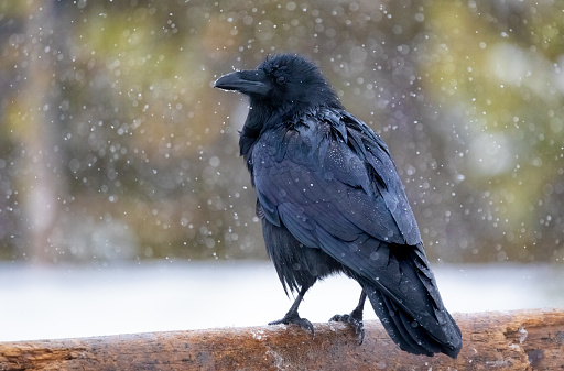 Comon Raven (Corvus corax ) perched on a log in a snow storm