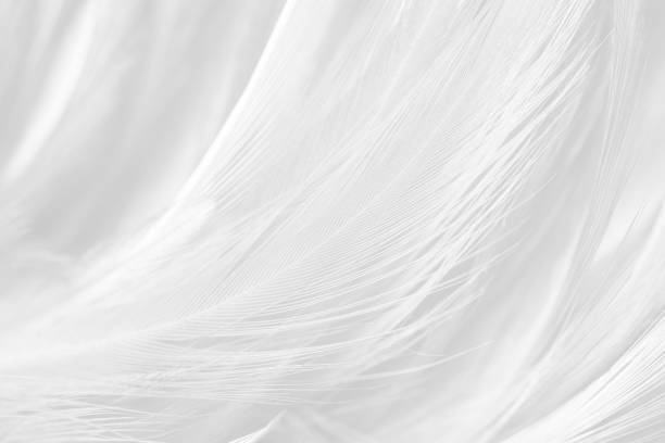 istock Beautiful white gray colors tone feather texture background 1207396875
