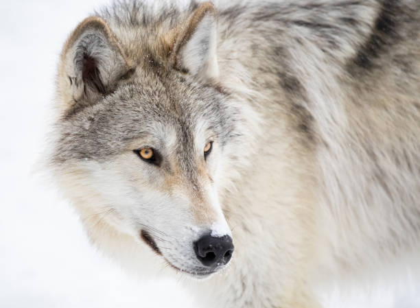 Yellow Wolf Eyes Stock Photos, Pictures & Royalty-Free Images - iStock Yellow Wolf Eyes Stock Photos, Pictures & Royalty-Free Images - iStock
