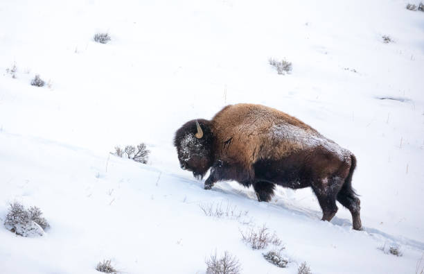 istock Buffalo in winter snow 1207397450