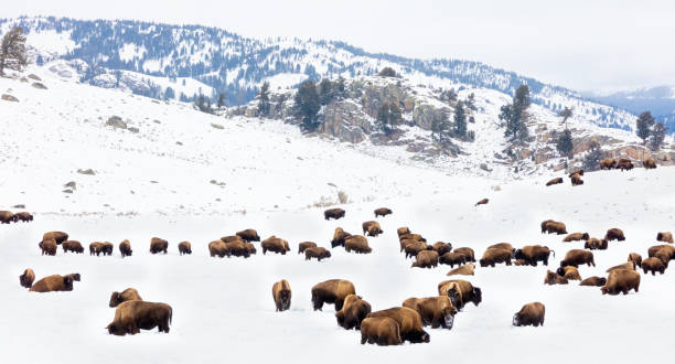 istock Herd of buffalo grazing in winter 1207397463