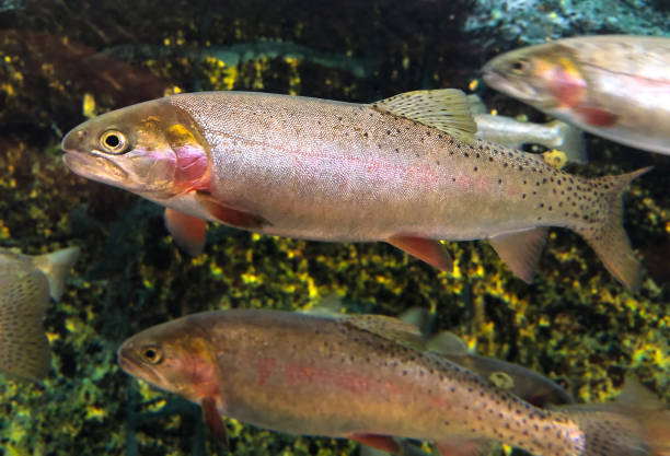 Cutthroat Trout (Oncorhynchus clarkii) School of Fish
