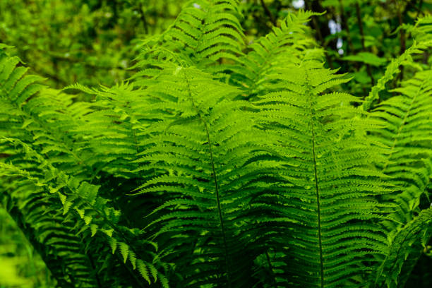 istock Green fern plants in the forest on spring 1207400211