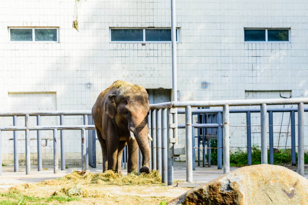 istock Asian or indian elephant in the corral 1207400214