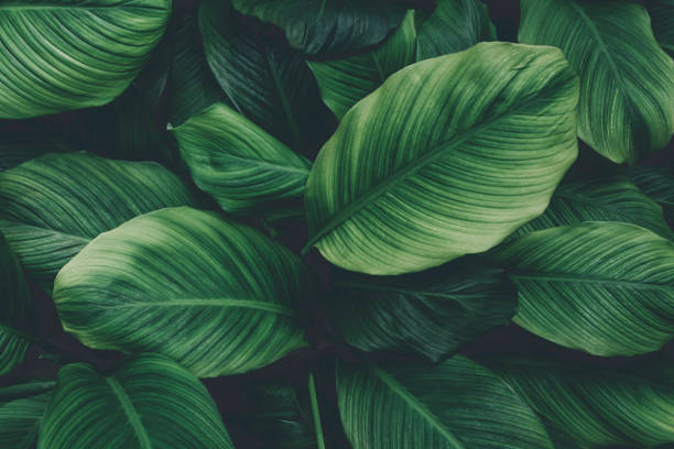 istock green leaves for background and wallpaper 1207400322