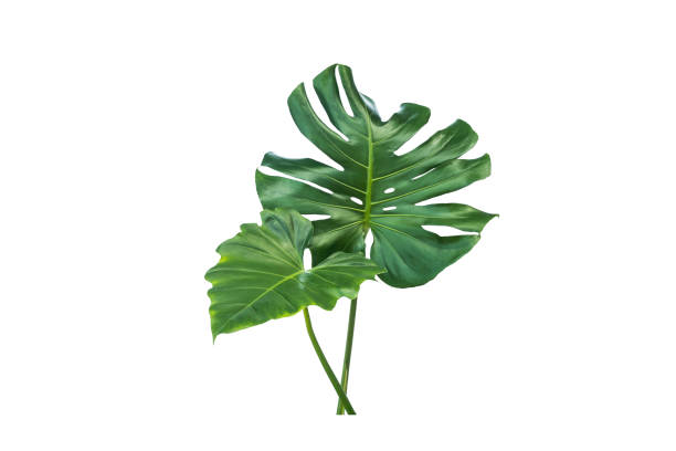 istock green leaves for background and wallpaper 1207400346