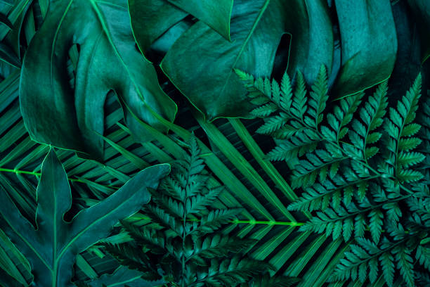 istock green leaves for background and wallpaper 1207400435