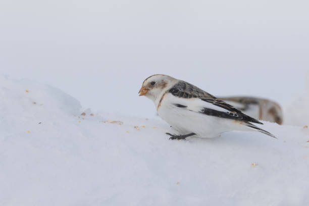 istock Snow bunting in winter 1207402541