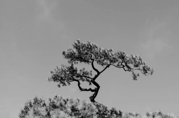 istock Bonsai shaped Pine tree against clear sky under afternoon sun - Black and white 1207402568