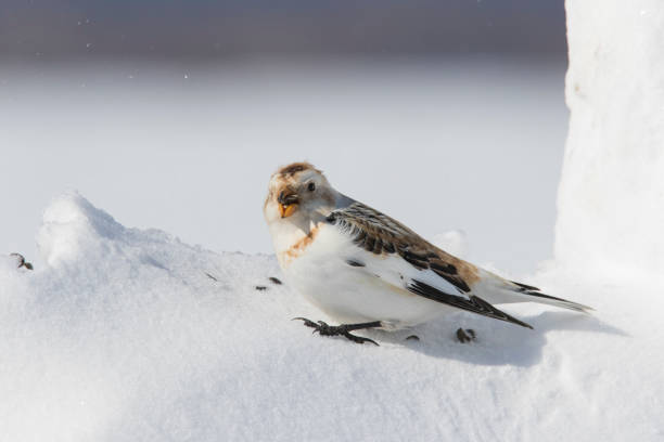 istock Snow bunting in winter 1207402605
