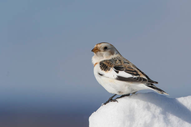 istock Snow bunting in winter 1207402656