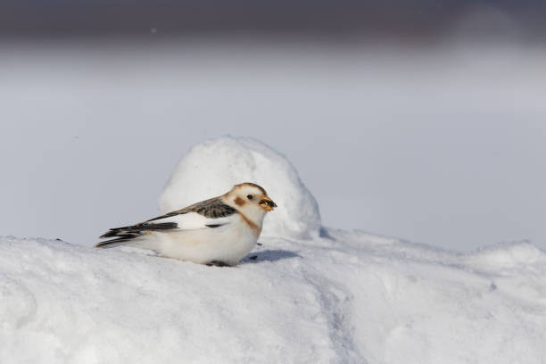 istock Snow bunting in winter 1207402692