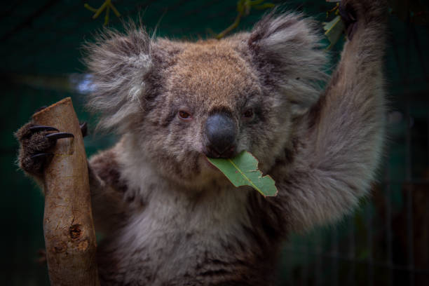Portrait of adult koala bear eating eucalyptus leaves at Phillip Island in Victoria, Australia. Many forests are destroyed by bushfires and Koalas are placed in Australian centers and reserves.