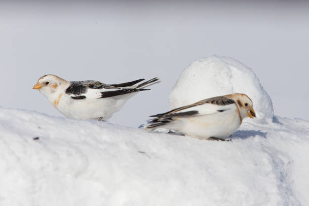 istock Snow bunting in winter 1207402699
